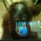 Image for article titled These Orangutans Play with iPads